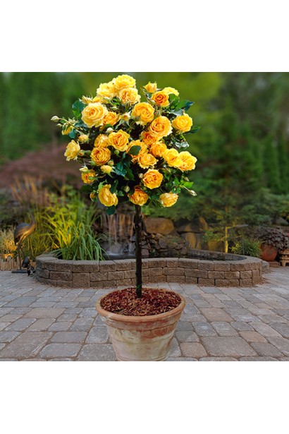 Штамбова троянда з яскраво-жовтими квітами.